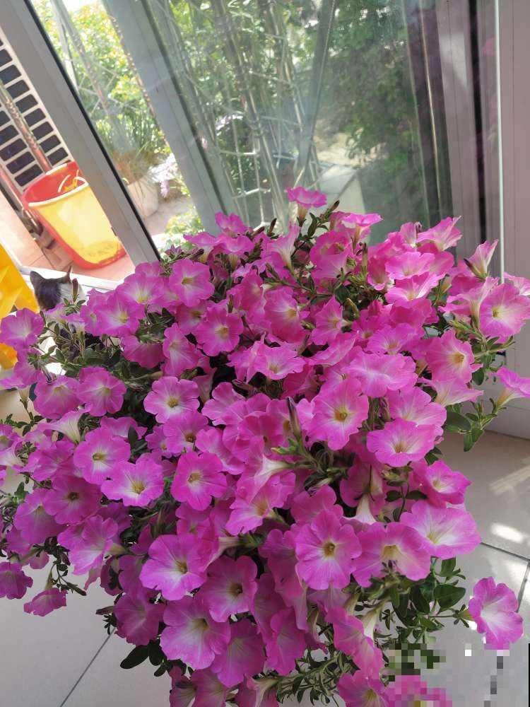 4种花不能长高，否则变得特丑，再也不开花