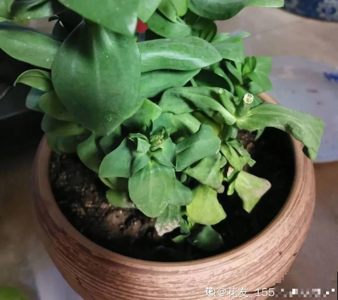 6种花一天不浇水，叶子就耷拉，缺水3天就死翘！