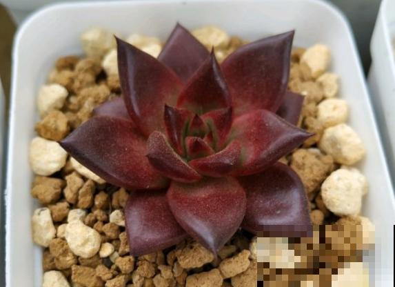 度夏必死的6种多肉，现在不要买，纯粹浪费钱！