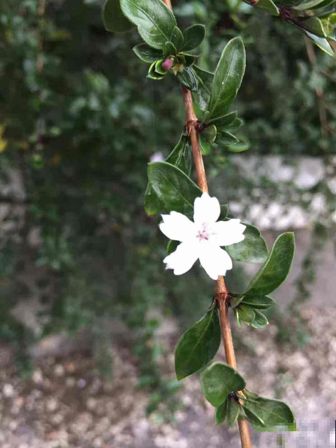 你养过六月雪吗？春夏时期好燥热，看着它立马沉醉清凉！