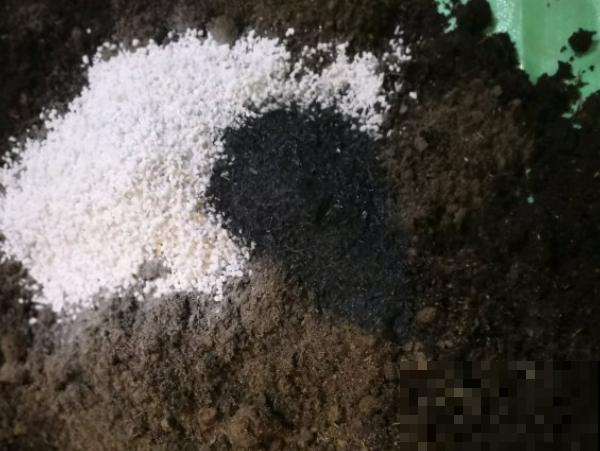只养一盆它，就能把家里变成绿植森林，空气清新没异味！