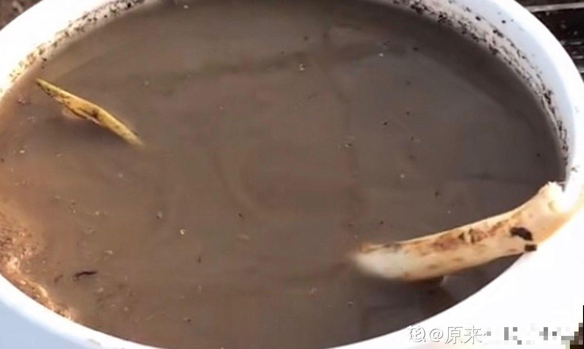 立夏后种一缸碗莲，清凉舒爽，惊艳整个夏天！
