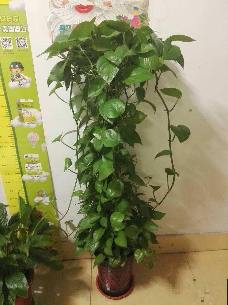 她家绿萝旺到爬满墙，其中秘密却很简单，你也能做到！