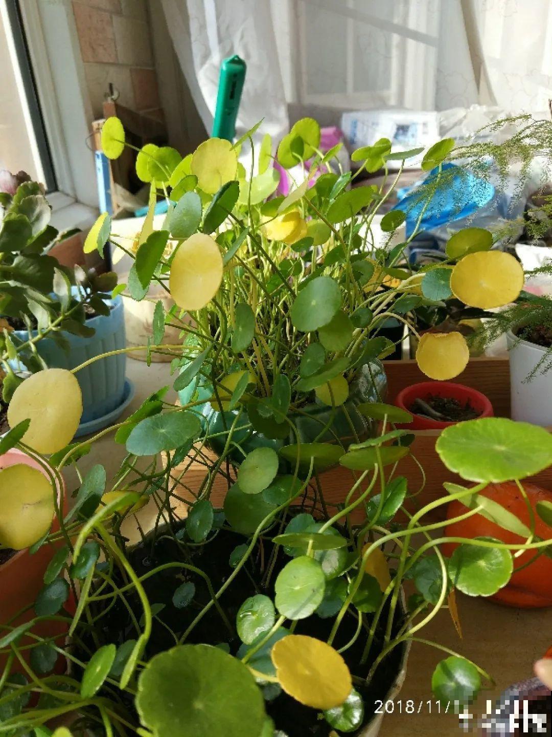 花一到春天就蔫巴，那是浇水浇少了，赶紧补水