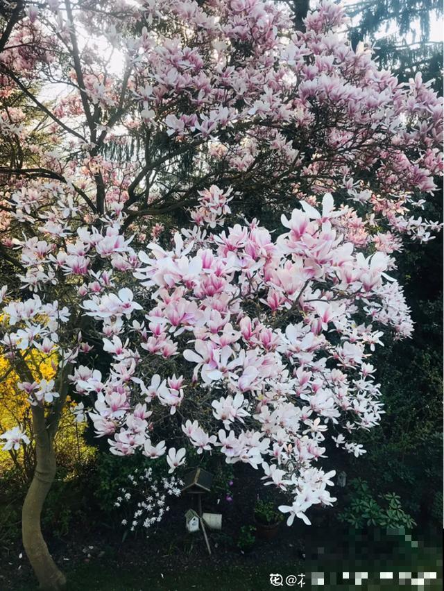 阳春三月，出门踏青，原来有这么多漂亮花！