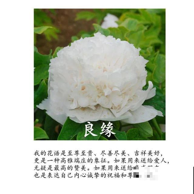 春天最大气的花，开出第一朵，就惊艳全场！