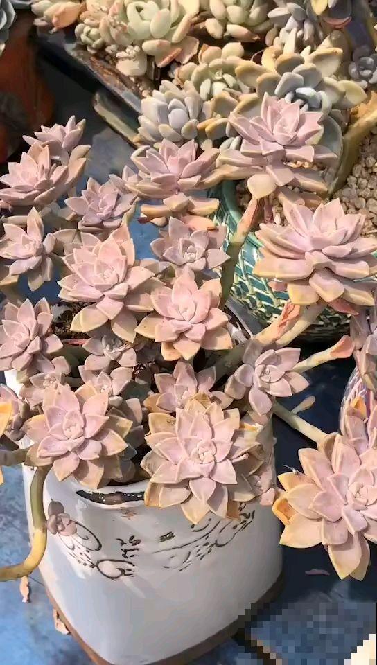邻居的多肉为啥这么红，逼问之后才知道，原来是做了这4点