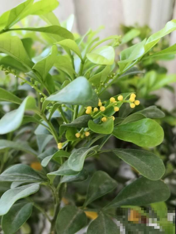 为啥南方植物老养不好，就是因为没注意3个要点，赶紧学学吧！