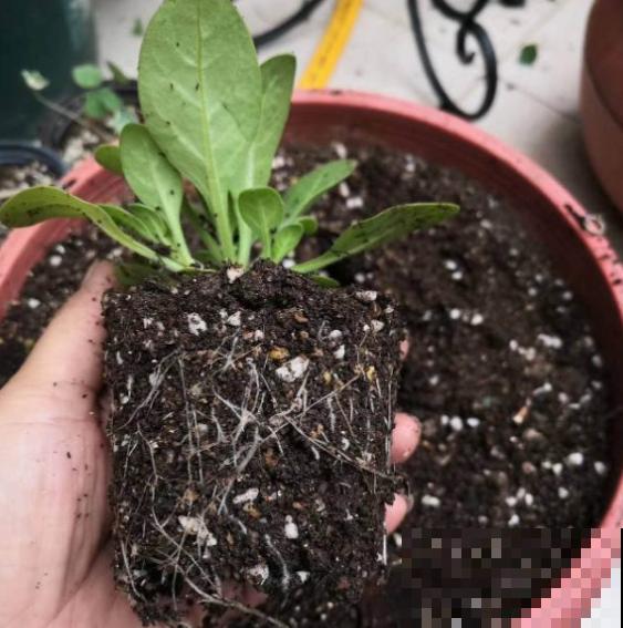 她在墙上、窗台挂了99盆花，齐齐开成大花球，路过的都惊叹！