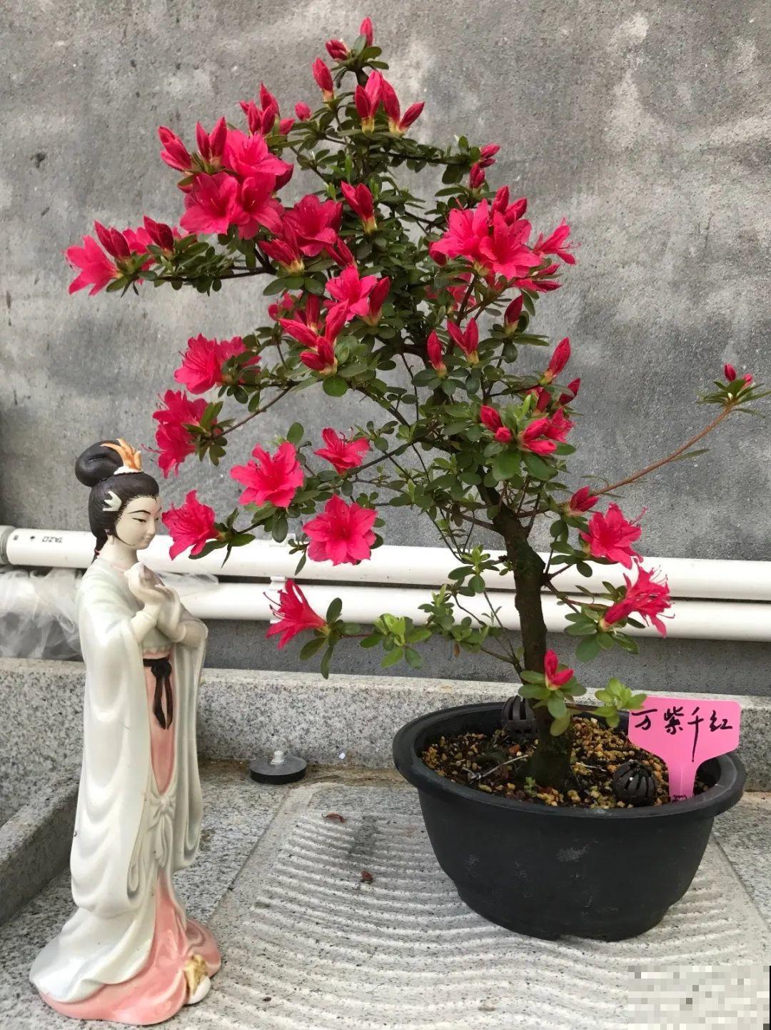 君子兰越小越值钱，养了4年，只有硬币大！