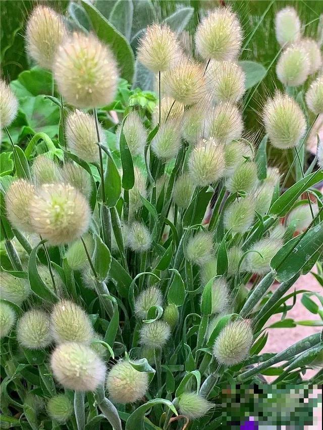 18种小众花，有趣的人都在养，开花绝对惊艳！