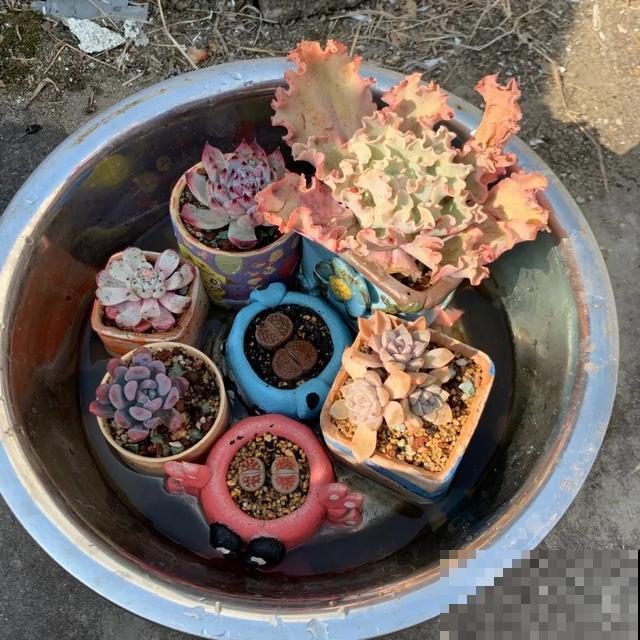 家里养盆虎皮兰，小花盆、挤着养，疯狂开花爆小崽！