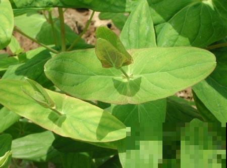 路边一棵野草，叶子长得居然像元宝，捡回家就财源广进！