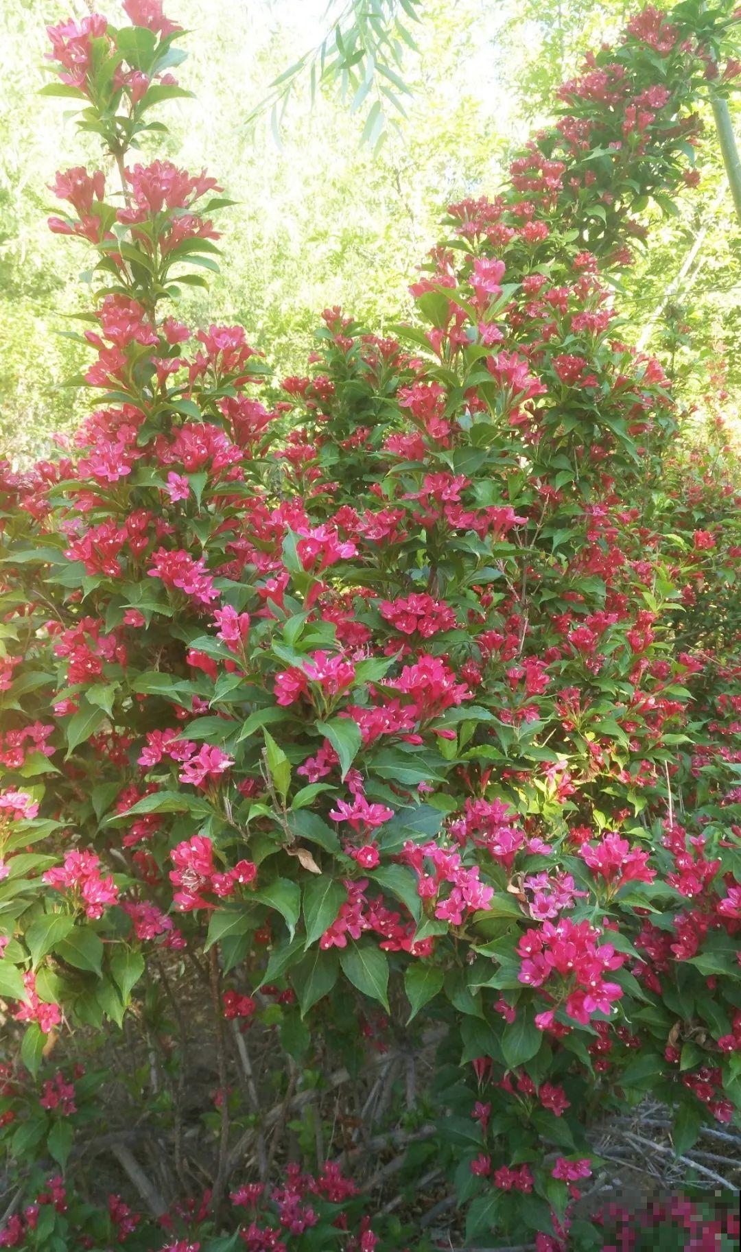 6种花种在大门口，花开一整片，镇宅又霸气！