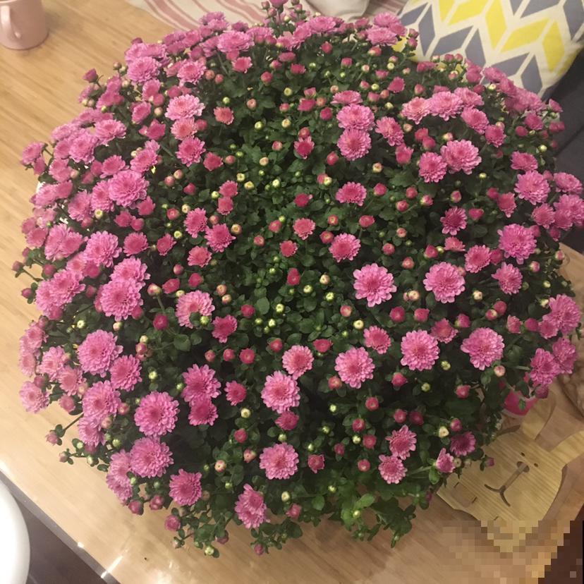 花市买回家的花，注意这6点，盆盆开爆