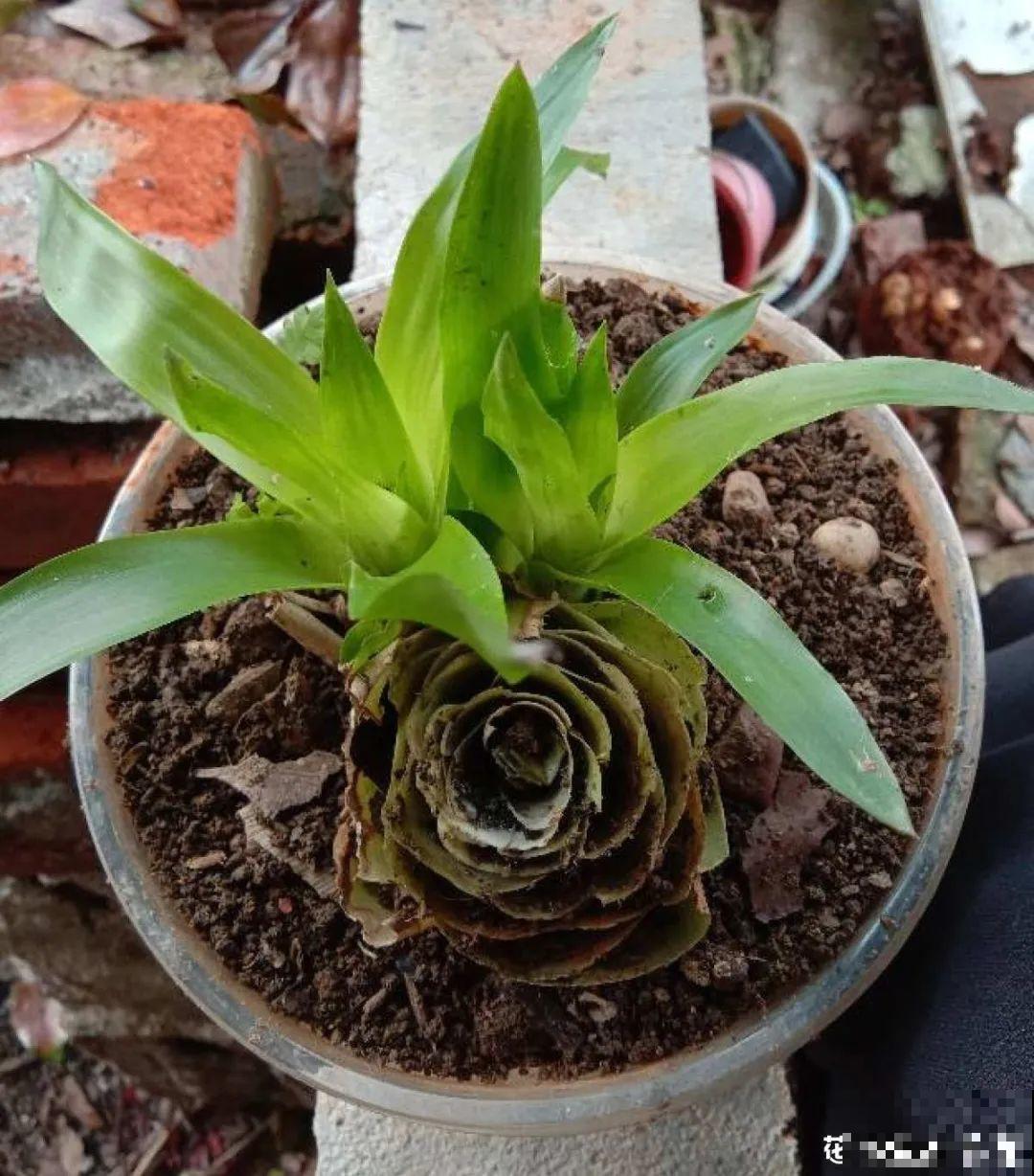 8种花，开完花别急着丢，剪一刀还能继续开