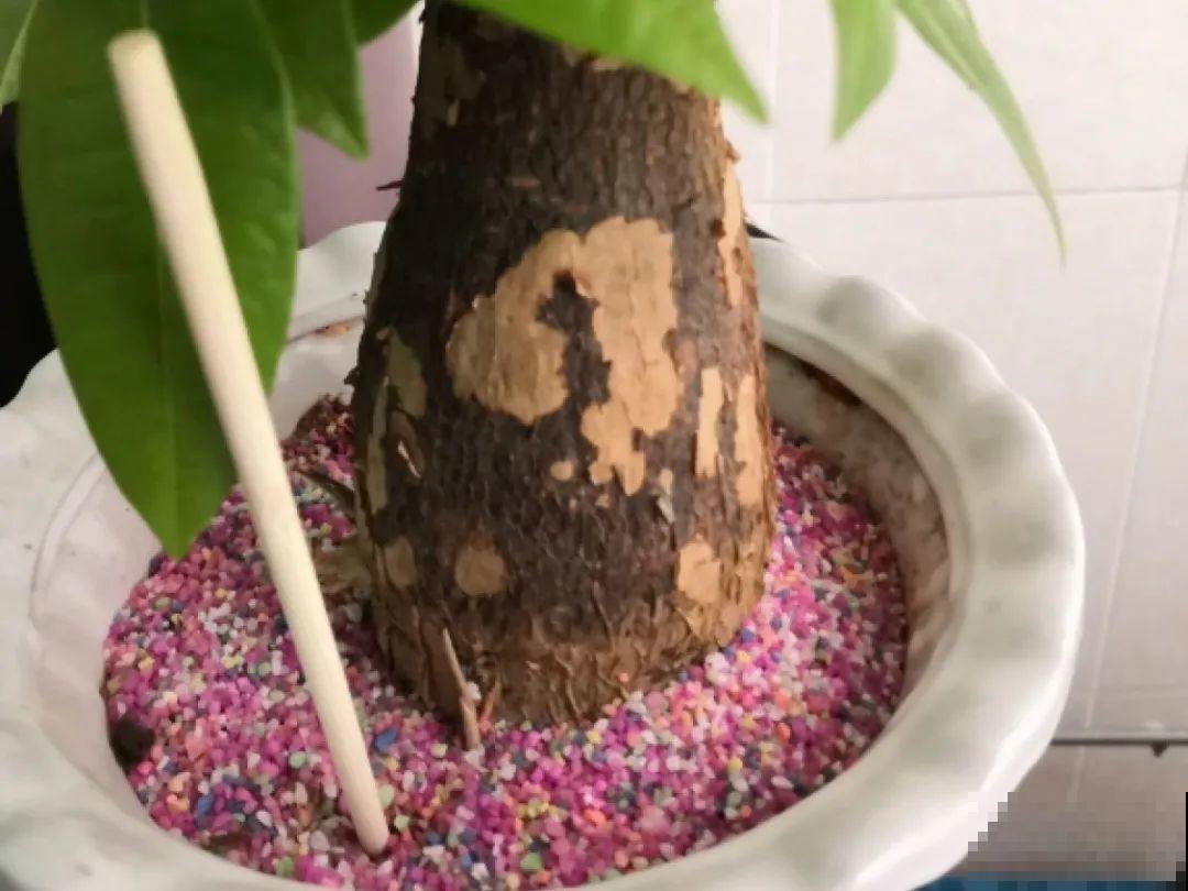 公认难养的6种花，新手慎买，养不活还浪费钱