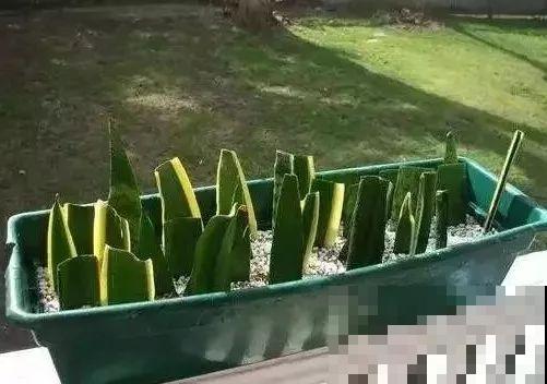 虎皮兰不用买，摘片叶子插土里，呼呼长爆一大盆！
