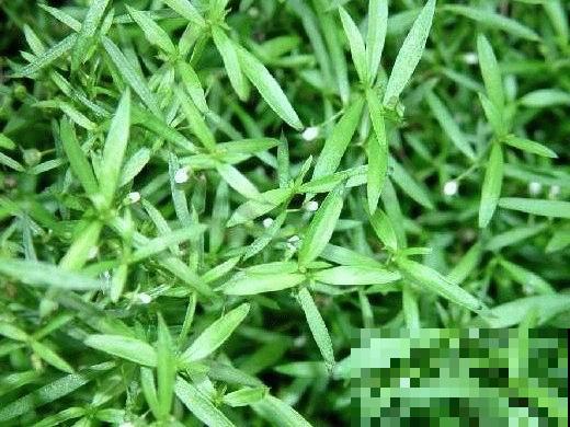白花蛇草水你喝过吗？味道清奇，对身体极好，原料就是白花蛇舌草
