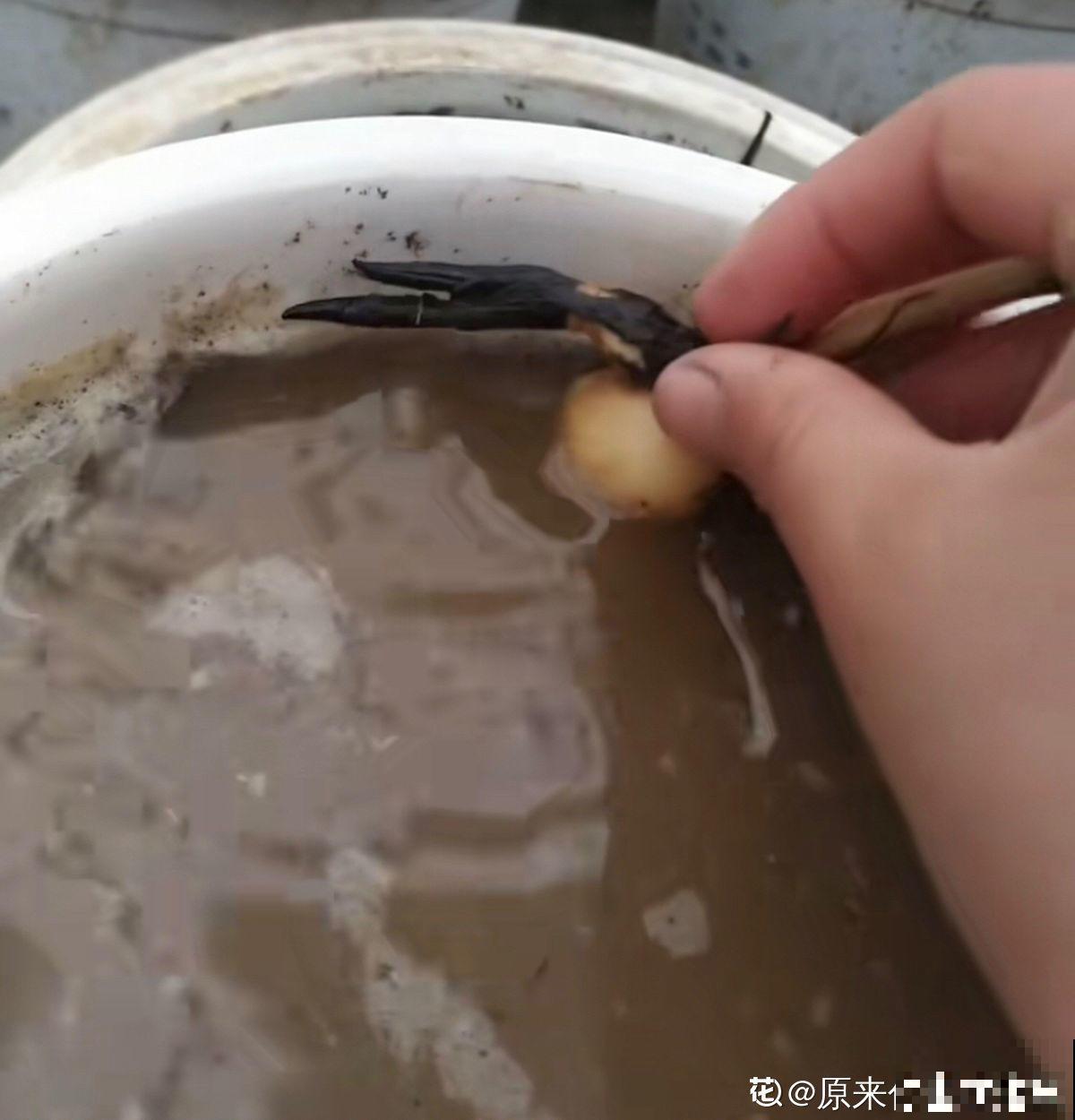 立夏后种一缸碗莲，清凉舒爽，惊艳整个夏天！