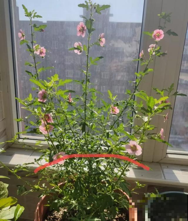 嫌花长得丑，趁现在砍头，2个月脱胎换骨！