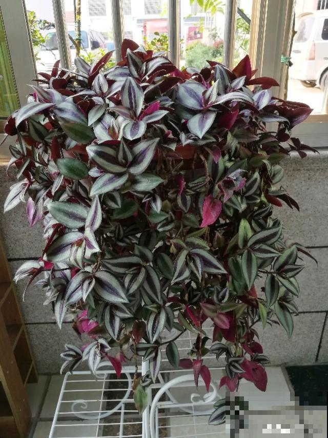 6种花，一定要吊起来养，开花像瀑布，看着真过瘾！