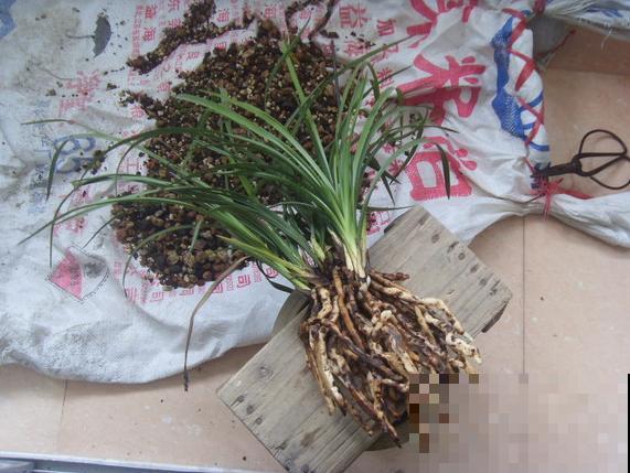 8种花，开完花别急着丢，剪一刀还能继续开