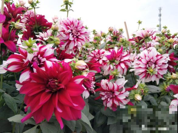 没院子，就不要养这4种花，根本出不来效果！