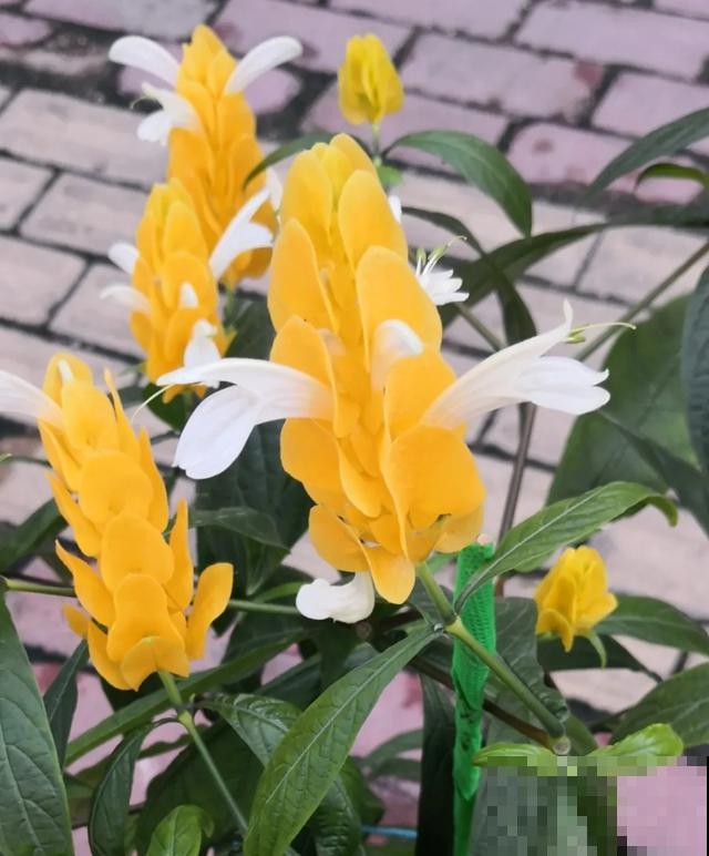 18种小众花，有趣的人都在养，开花绝对惊艳！