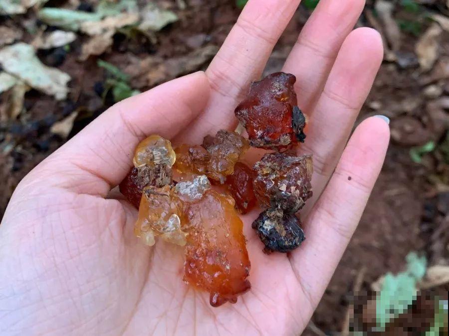 18种果树，最适合家养，风水好果子甜！