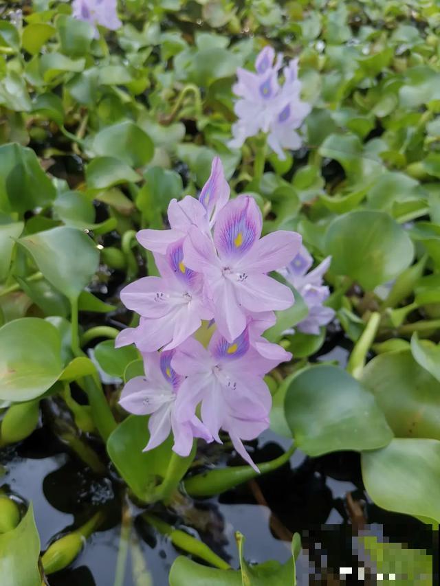 10种爱喝水的花，1天1大桶，反而越来越疯长！