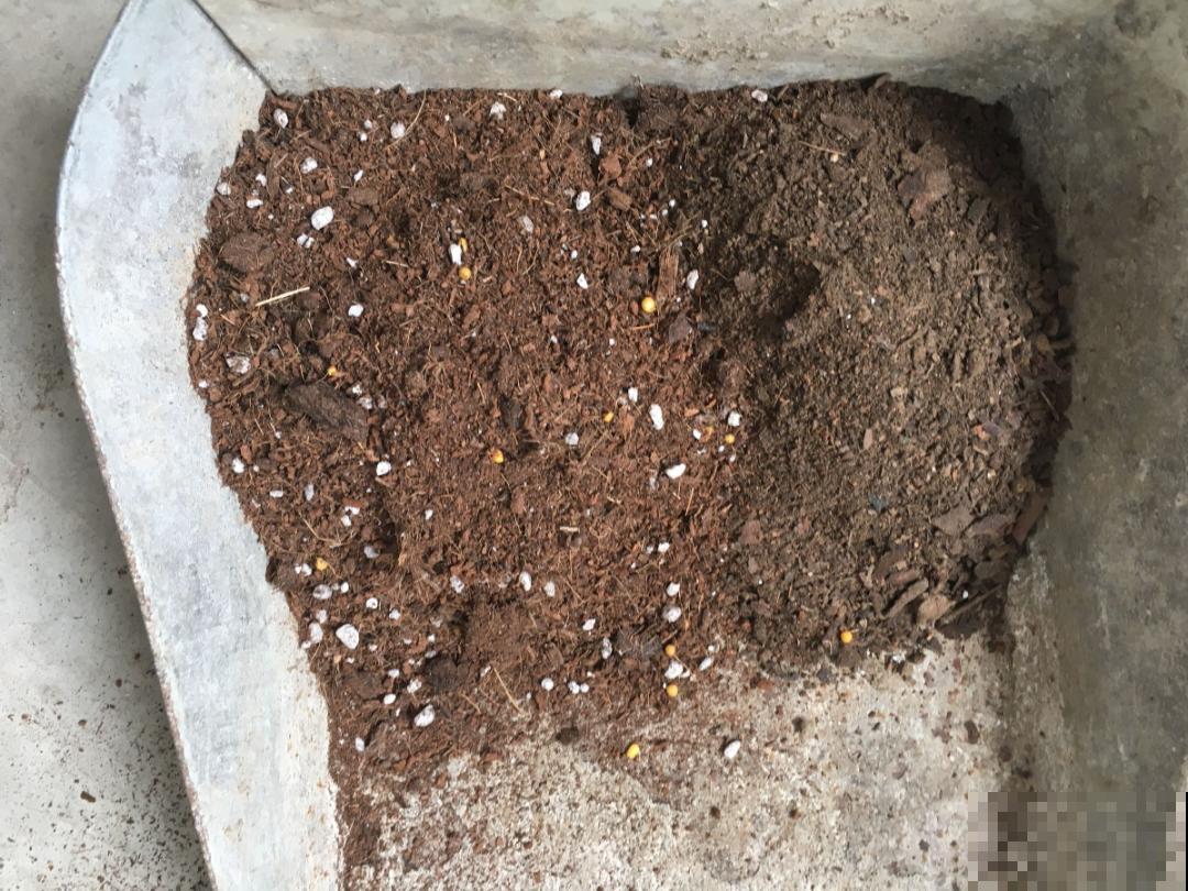 注意，绣球出现这种情况不能换盆，小心换完就死！