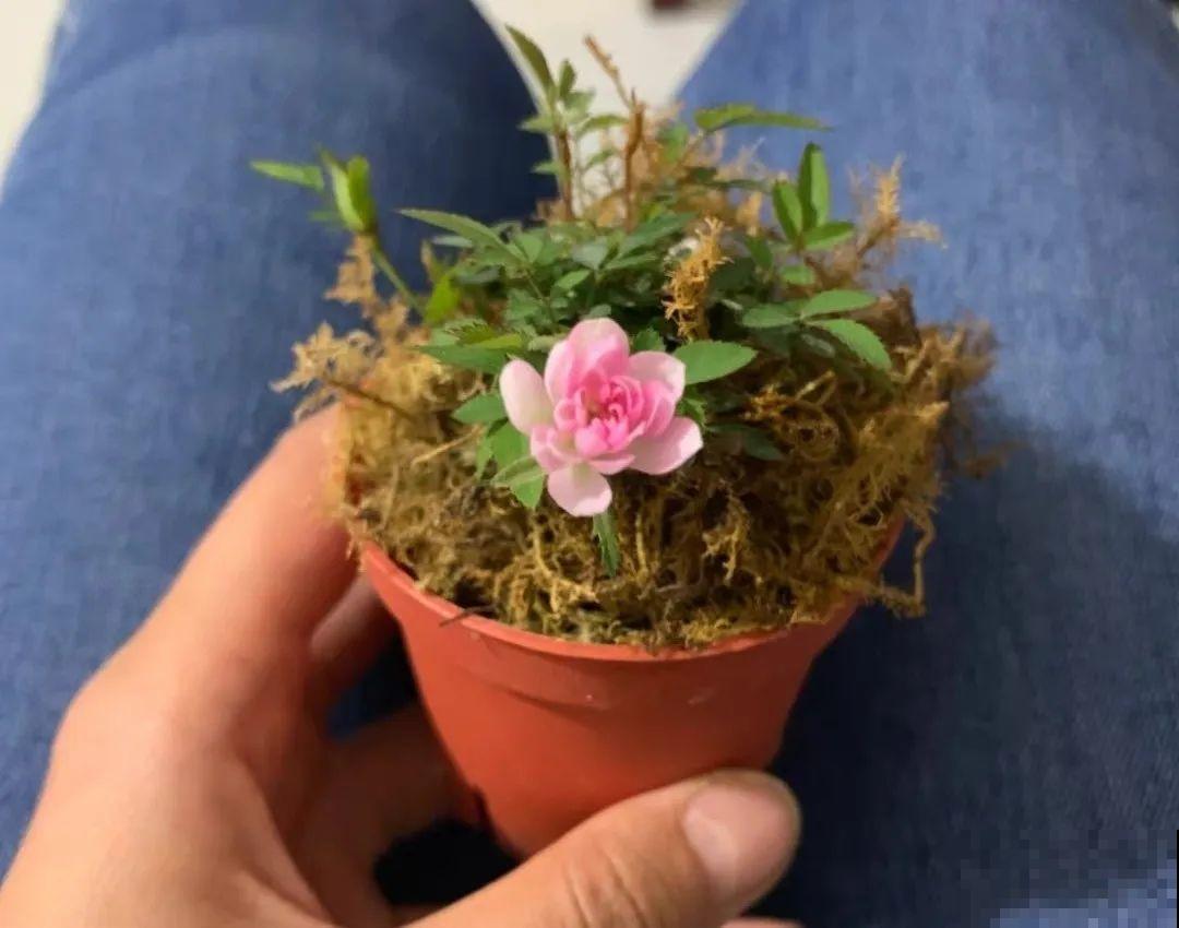 君子兰越小越值钱，养了4年，只有硬币大！
