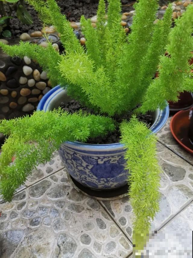 18种小众花，有趣的人都在养，开花绝对惊艳！
