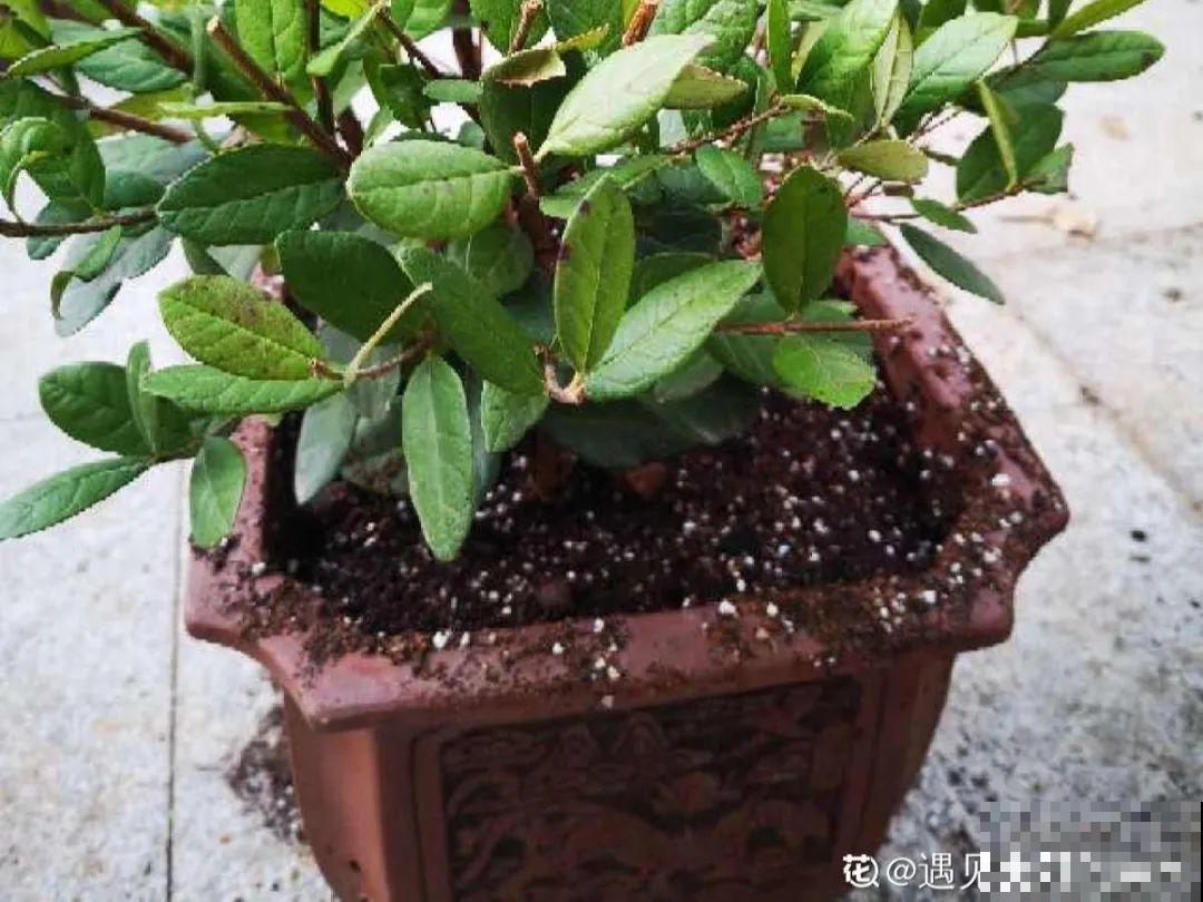 注意，绣球出现这种情况不能换盆，小心换完就死！