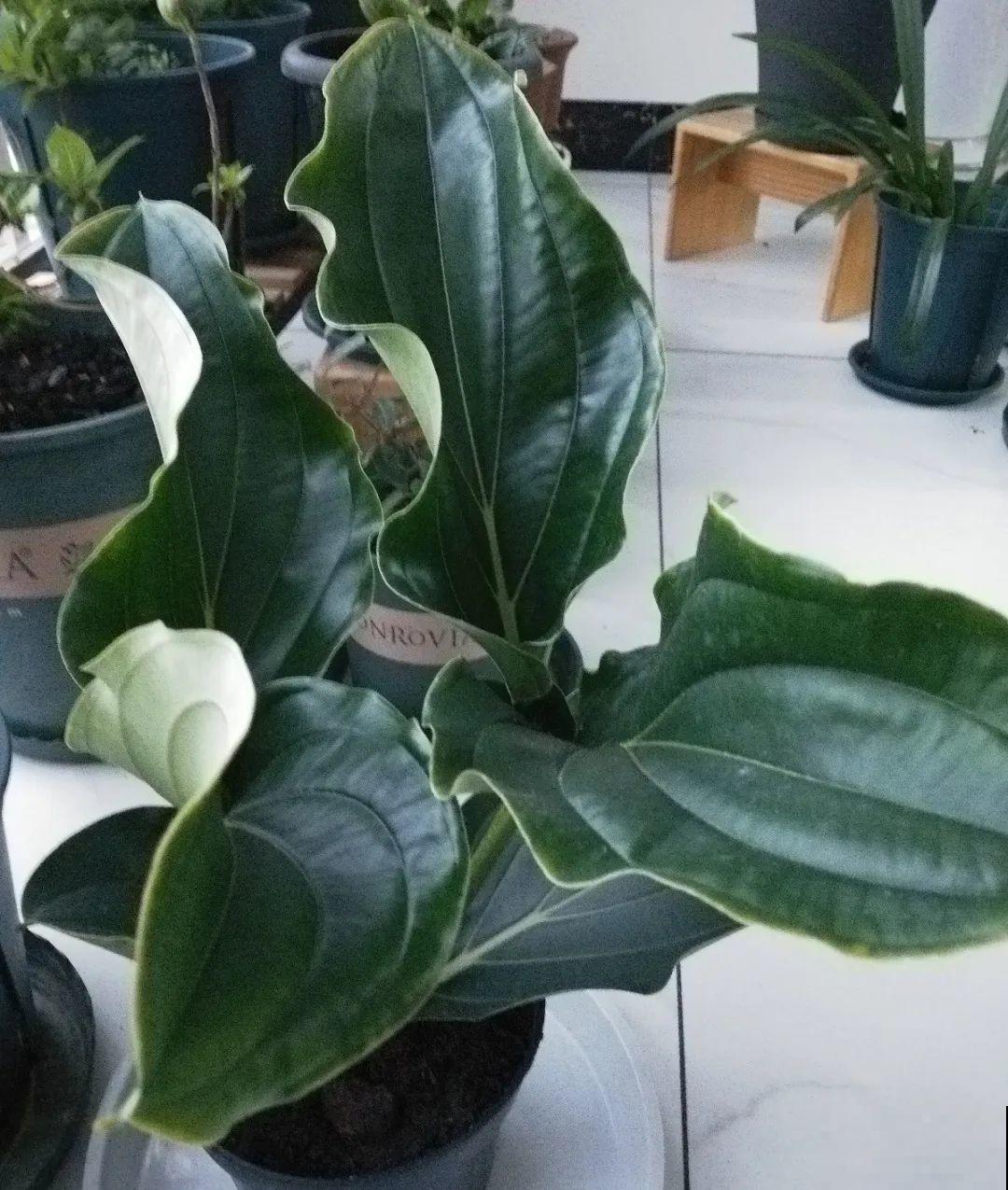客厅养盆“贵妇花”，耐阴开花200天，特有气质！
