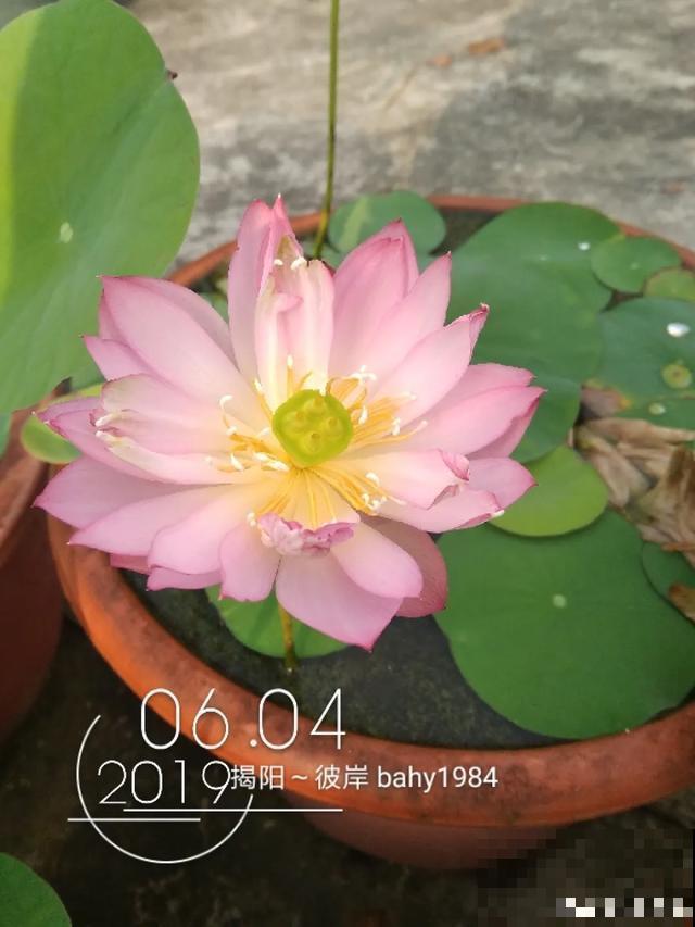 碗莲种在大缸里，越热越晒越开花，比脸盆还大！
