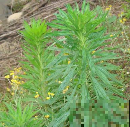 小时候见的“6种”野草，就是不知道叫啥名，看完你就记住了
