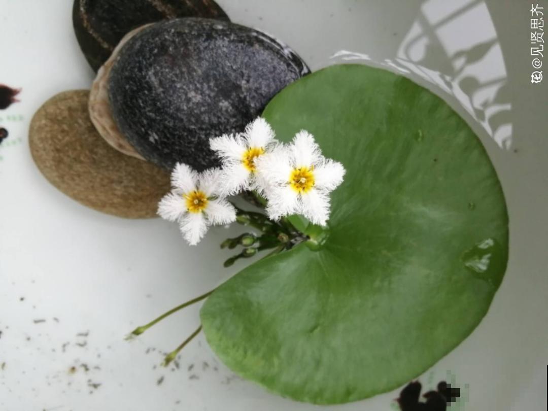 只用水不用土的植物，一片叶子就开花，简直太神奇了！