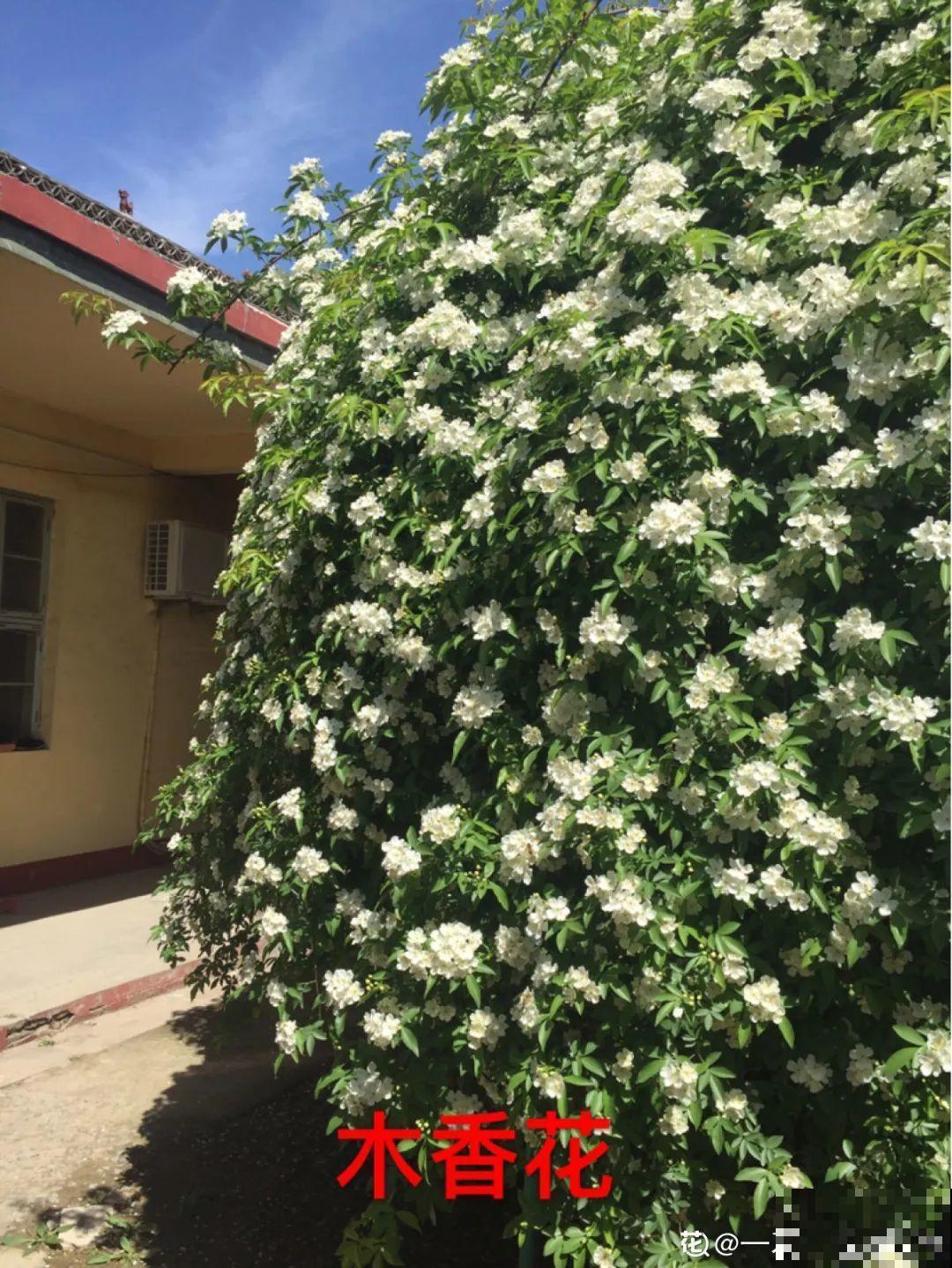 7种花要慎养，房前屋后都爬满，邻居有意见！