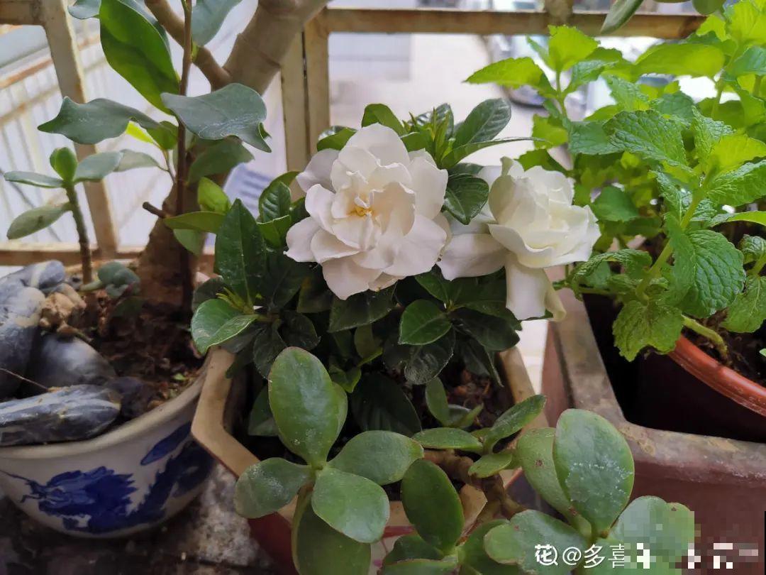 10种花，最怕换盆，换完活不过3天！