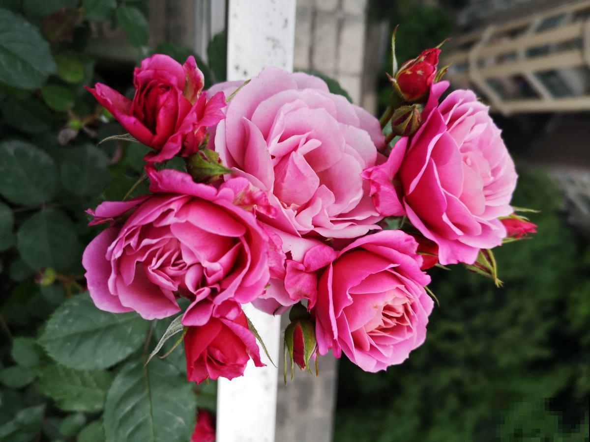 3种花就是醋坛子，土里滴点醋，叶子油绿鲜亮