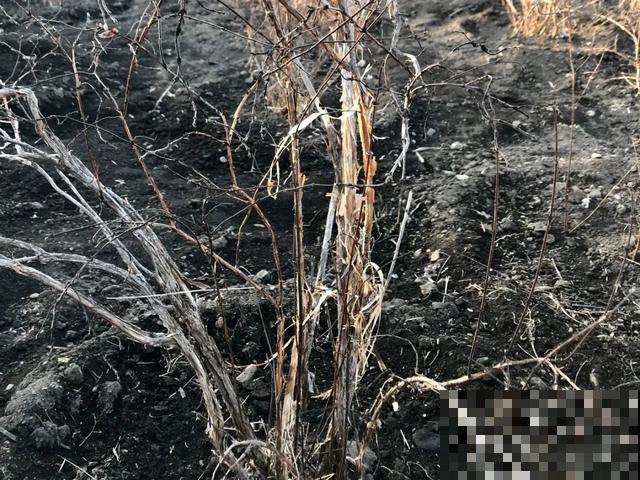 春天适合在家种果树，阳台上也能养，一棵能接满树果