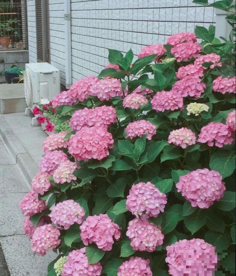 6种花种在大门口，花开一整片，镇宅又霸气！