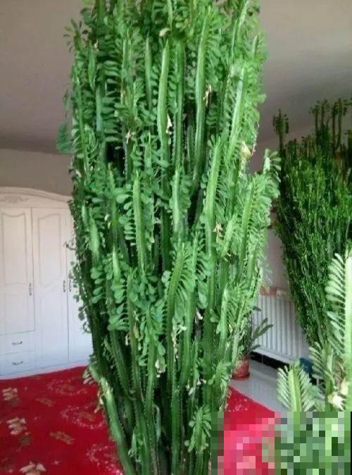 30年的芦荟，20年的龟背竹，硬生生把花养成了树！