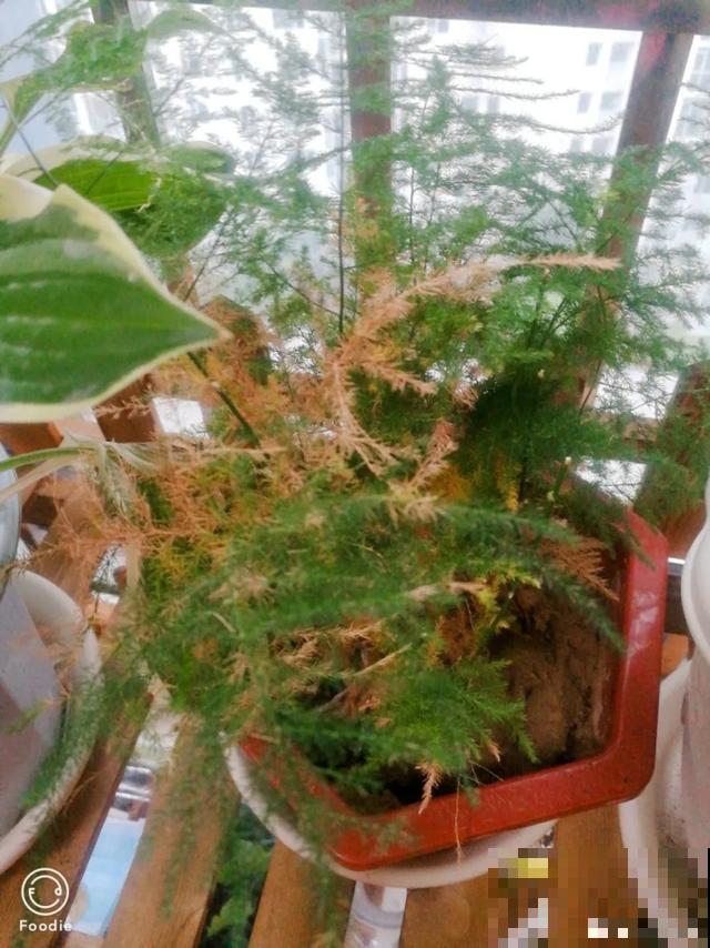 嫌花长得丑，趁现在砍头，满盆都是新叶子！