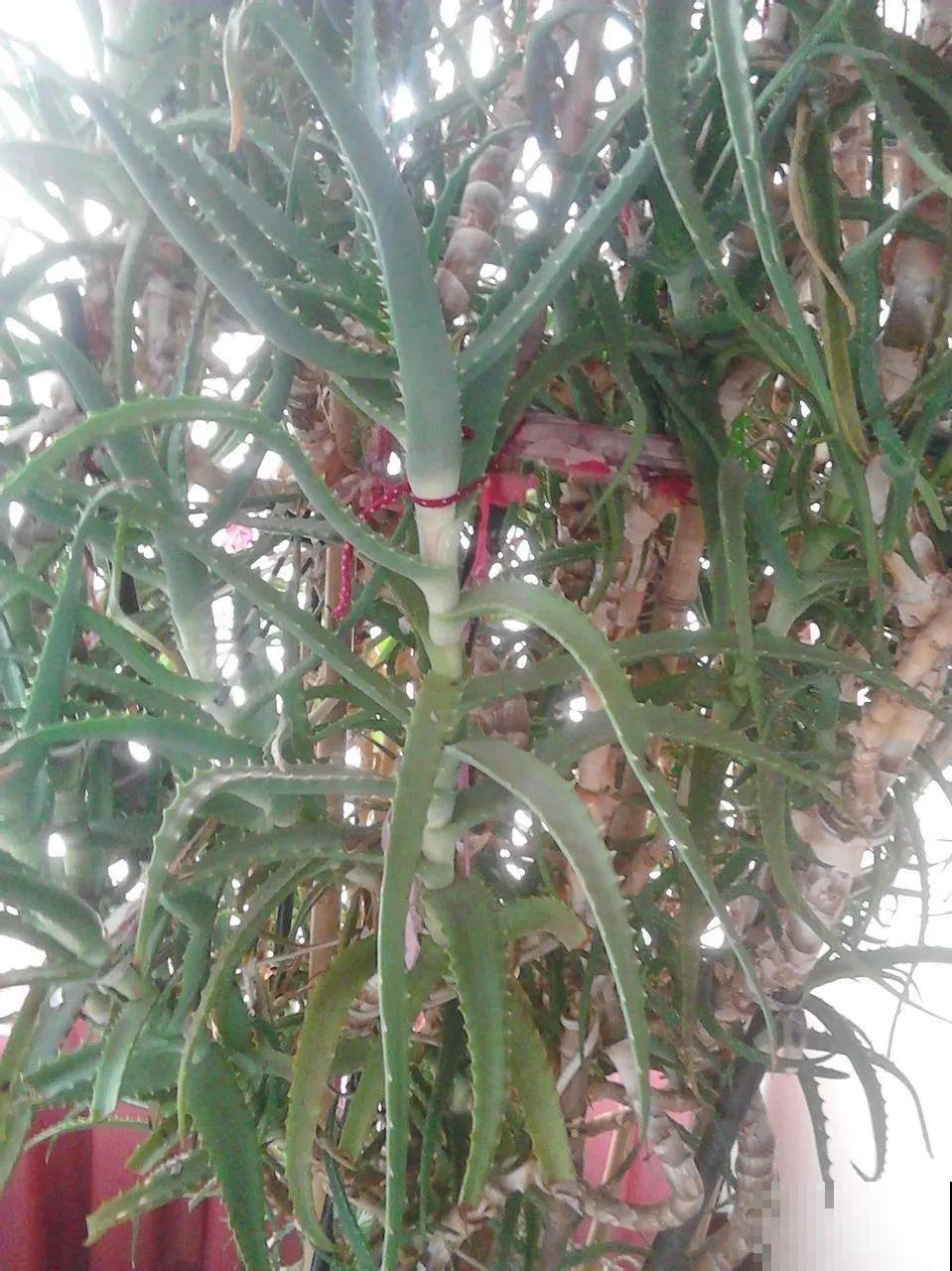 30年的芦荟，20年的龟背竹，硬生生把花养成了树！