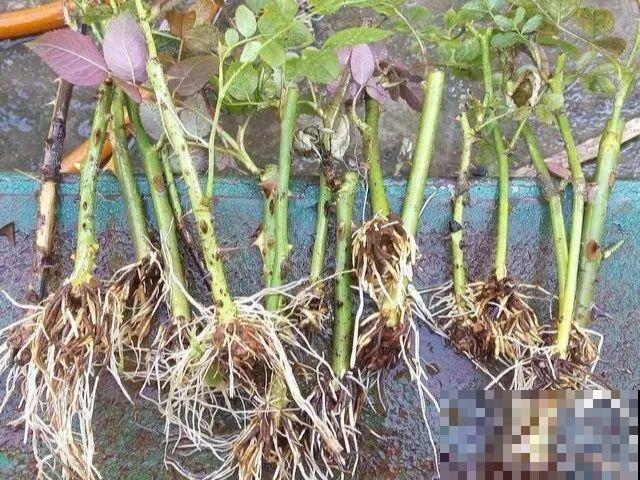 1粒小药片，碾碎丢水里，花像吃了兴奋剂疯长！
