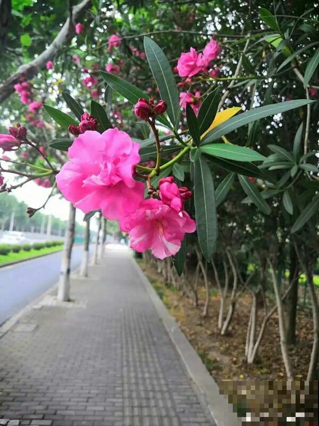 9种有毒花，出门见到要离远点，家里有老人小孩的要注意