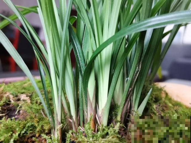 家里养盆虎皮兰，小花盆、挤着养，疯狂开花爆小崽！